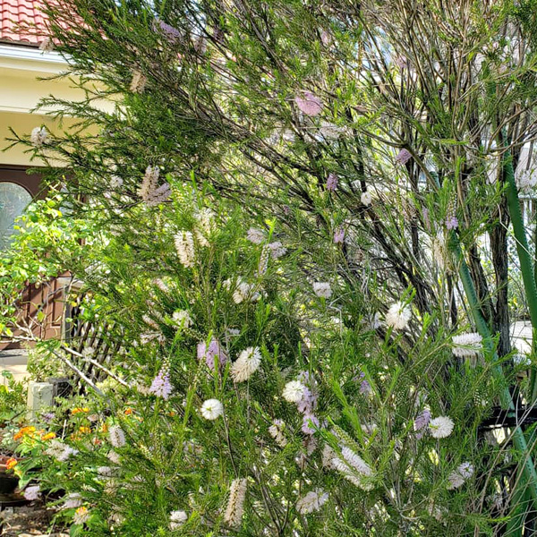 イタリアンガーデン