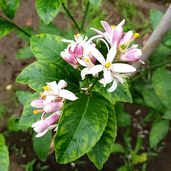 イタリアンガーデン