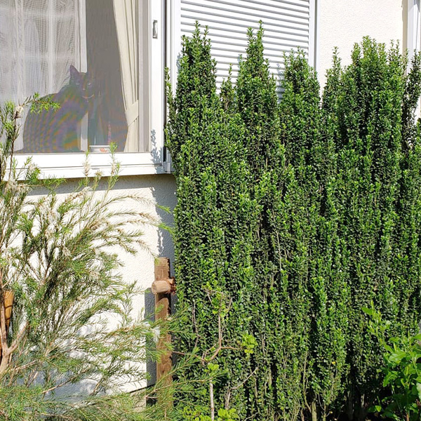 イタリアンガーデン